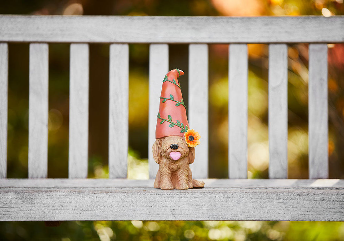What is an F1B Goldendoodle blogpost